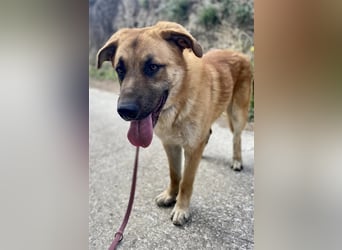 Achtung hier kommt Ares dein Traumhund