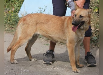 Schmuckstück AMBER sucht ein Zuhause