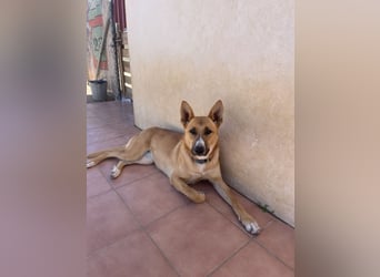 Jasmine sucht Partner zum Pferde stehlen