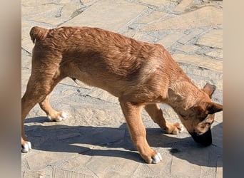 Kleiner Claude wartet auf seine Familie