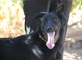 Liebenswertiger BRUNO sucht dich zum Kuscheln