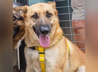 Schmuckstück AMBER sucht ein Zuhause