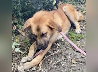Achtung hier kommt Ares dein Traumhund
