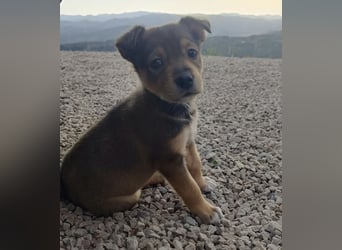 MOMO möchte noch groß und stark werden