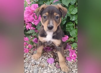 Kleiner FOZZIE Bär sucht Menschen mit großem Herz