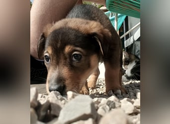 Kleiner FOZZIE Bär sucht Menschen mit großem Herz