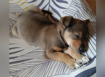 MOMO möchte noch groß und stark werden