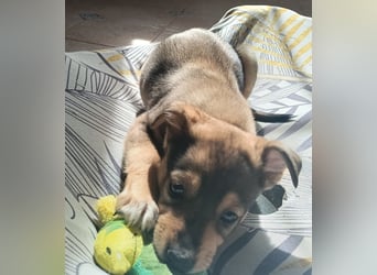 MOMO möchte noch groß und stark werden