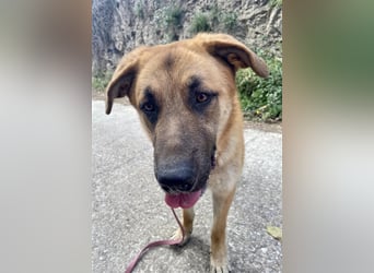 Achtung hier kommt Ares dein Traumhund