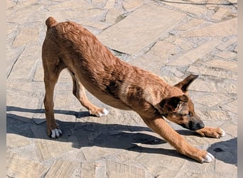 Kleiner Claude wartet auf seine Familie