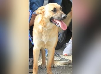 Schmuckstück AMBER sucht ein Zuhause