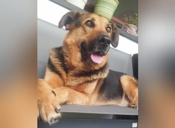 OSCAR-dein Kumpel mit Teddy-Charme