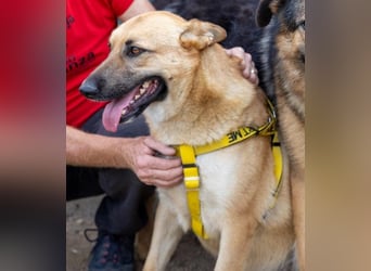 Schmuckstück AMBER sucht ein Zuhause