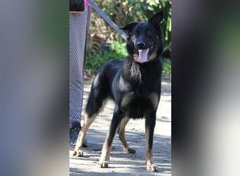 Liebenswerter Bruno sucht Dich zum Kuscheln