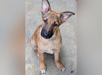 Kleiner Claude wartet auf seine Familie