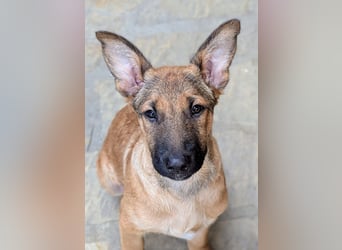 Kleiner Claude wartet auf seine Familie