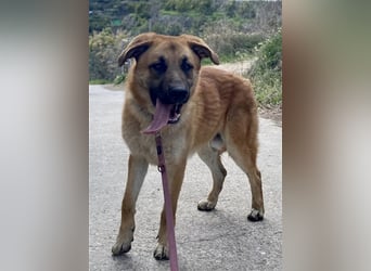 Achtung hier kommt Ares dein Traumhund