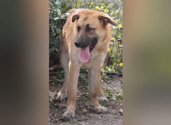 Achtung hier kommt Ares dein Traumhund