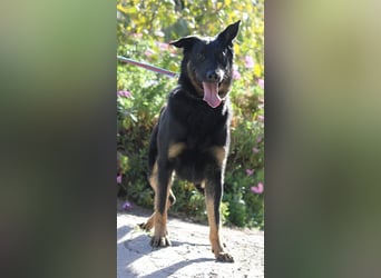 Liebenswerter Bruno sucht Dich zum Kuscheln