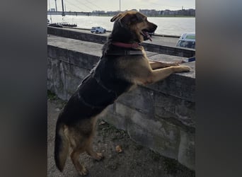 OSCAR-dein Kumpel mit Teddy-Charme