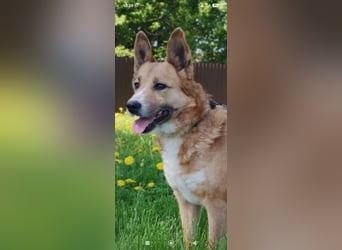 Schäferhund Mischling Alma sucht ihr Für -immer -Zuhause ❤️❤️❤️