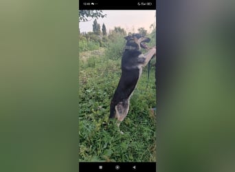 Wunderschöne Schäferhund Mischling Alfa sucht ein liebevolles Zuhause