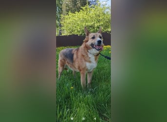 Schäferhund Mischling Alma sucht ihr Für -immer -Zuhause ❤️❤️❤️