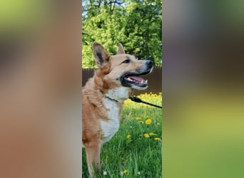 Schäferhund Mischling Alma sucht ihr Für -immer -Zuhause ❤️❤️❤️