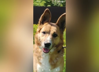 Schäferhund Mischling Alma sucht ihr Für -immer -Zuhause ❤️❤️❤️
