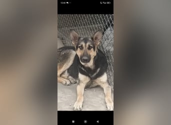 Wunderschöne Schäferhund Mischling Alfa sucht ein liebevolles Zuhause