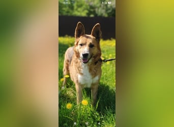 Schäferhund Mischling Alma sucht ihr Für -immer -Zuhause ❤️❤️❤️