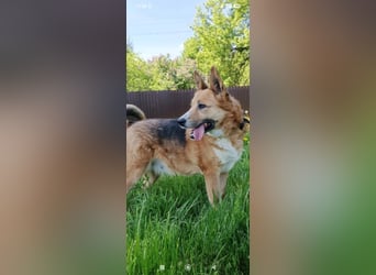 Schäferhund Mischling Alma sucht ihr Für -immer -Zuhause ❤️❤️❤️