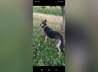 Wunderschöne Schäferhund Mischling Alfa sucht ein liebevolles Zuhause