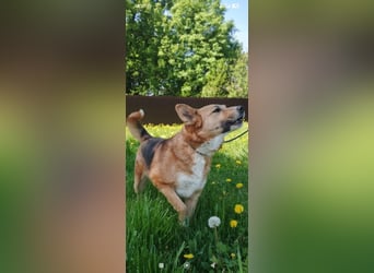 Schäferhund Mischling Alma sucht ihr Für -immer -Zuhause ❤️❤️❤️