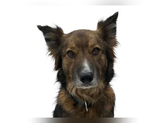 Rocky ❤️ ruhiger, zurückhaltender Bub