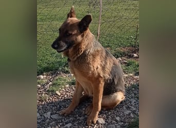 Schäfi-Mix-Lady Vučica ♥️ sucht viel Liebe, gibt viel Liebe