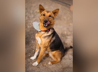 Zima ❤️ kuschlige, anhängliche Schäfi-Mix-Hündin