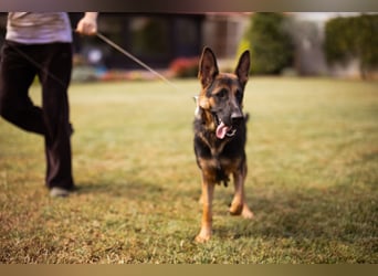 Senta ❤️ liebevolle Schäfi-Mix-Junghündin