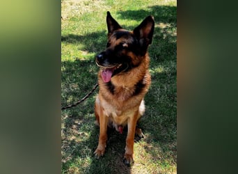 Leo ❤️ sanfter, verschmuster Familienhund