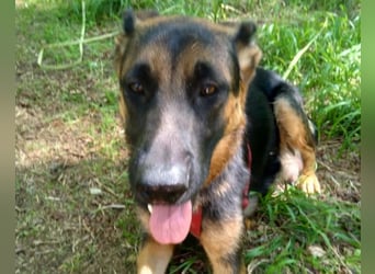 Senta ❤️ liebevolle Schäfi-Mix-Junghündin