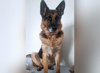 Leo ❤️ sanfter, verschmuster Familienhund