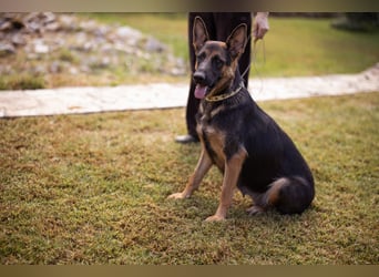 Senta ❤️ liebevolle Schäfi-Mix-Junghündin