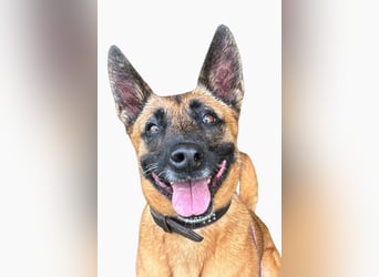 Tessa ❤️ liebe Hündin + großes Herz