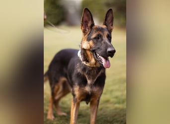 Senta ❤️ liebevolle Schäfi-Mix-Junghündin