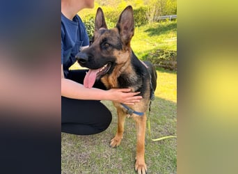 Senta ❤️ liebevolle Schäfi-Mix-Junghündin