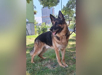 Schäfi-Mix ♥ LEO ♥ ein sanfter, verschmuster Familienhund