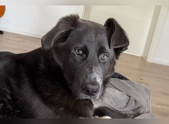 Schäfi-Mix-Bub ♥ Jasper ♥ wartet bereits in 50127 Bergheim  auf seine Für-Immer-Menschen