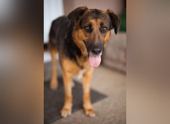 Avis ❤️ wundervolle, so sanfte Schäfi-Mix Hündin