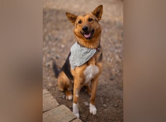 Zima ❤️ kuschlige, anhängliche Schäfi-Mix-Hündin