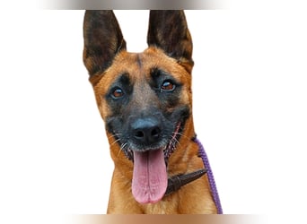 Tessa ❤️ liebe Hündin + großes Herz